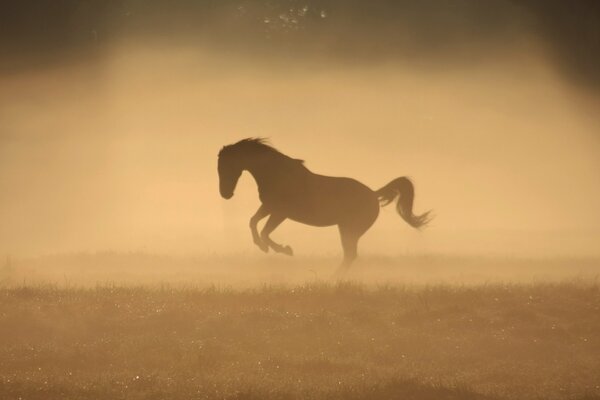 Ein springendes Pferd im Morgennebel