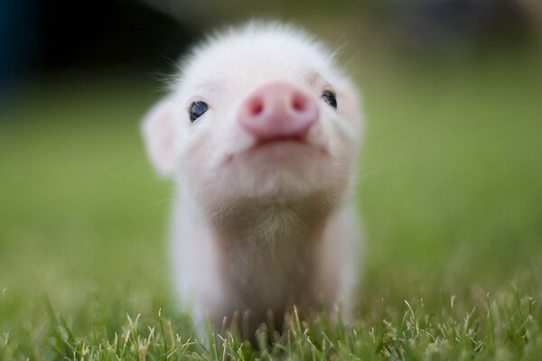 A small boar in the grass