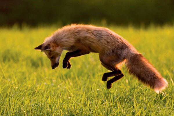 The fox s leap on the hunt in the field