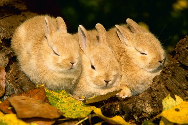 Tre conigli. Foglie gialle. Autunno. Conigli al sole. Animali