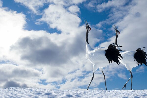 Grue japonaise couple ciel