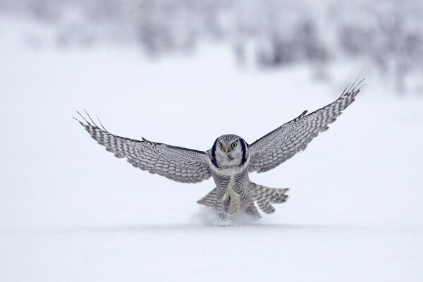 There is a lot of snow in winter, owls hunt with joy