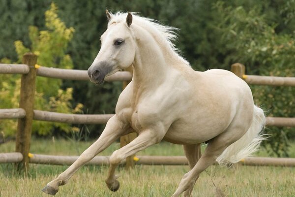 A white horse gallops across the grass