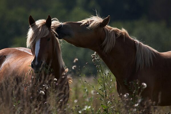 Horses frolic in the tall grass