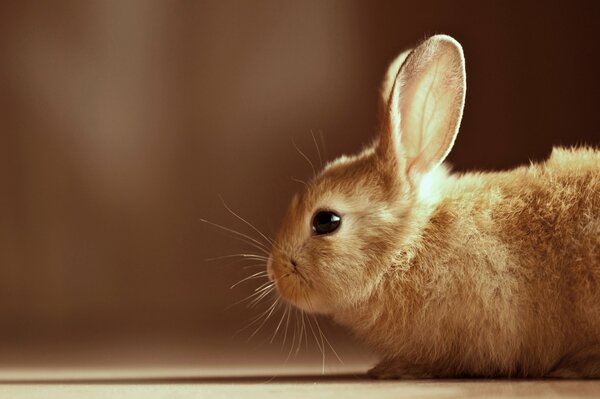 Kleiner Hase, sitzt auf den Ohren und spreizt seinen Schnurrbart