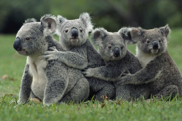 Eine wunderbare Familie schöner Koalas