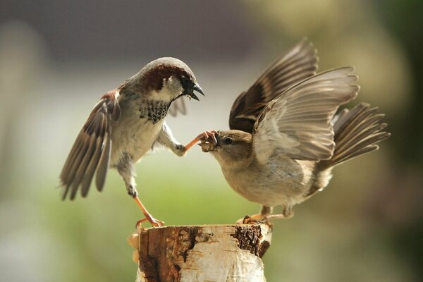 The sparrow closed its beak with its paw to another crow