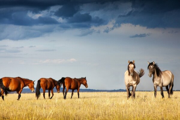 Horses graze in the field