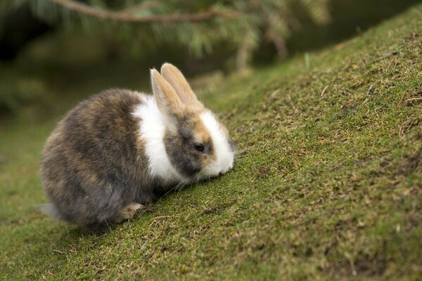 Beau lapin sur l herbe