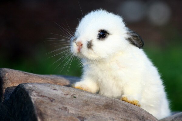 Petit lapin blanc assis en appuyant sur les oreilles