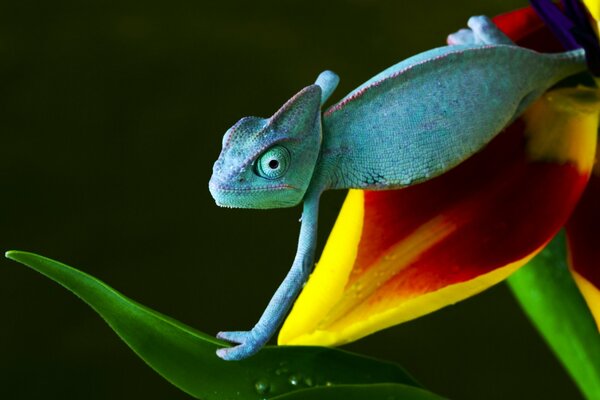 A chameleon sits on a flower and holds onto a leaf