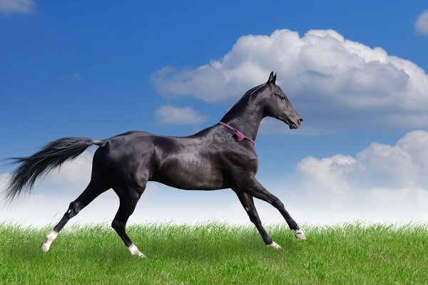 A horse in the field. Summer day