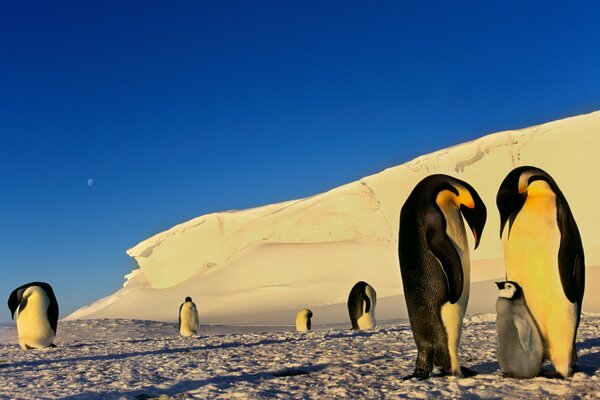 Dos pingüinos cuidan a un cachorro