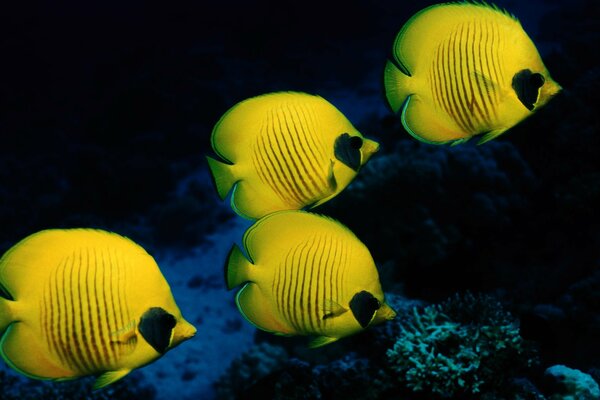 Underwater world. Sea. Caralls. Yellow fish. Four yellow fish