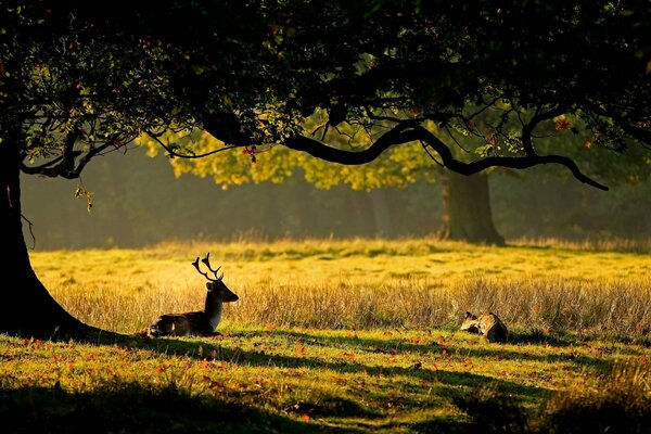 Baby deer in nature in the grass