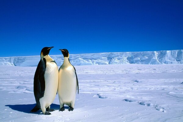 Pingüinos rey. Pingüinos enamorados en el hielo