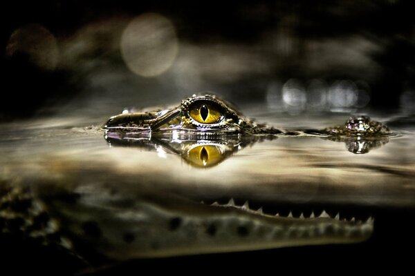 Ein Krokodil im Fluss. Räuberischer Blick