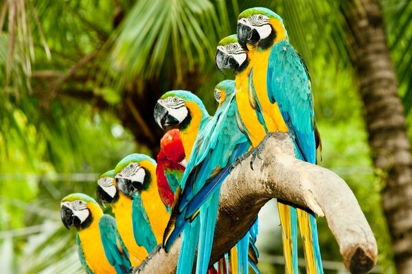 Familia de loros guacamayos en palmeras