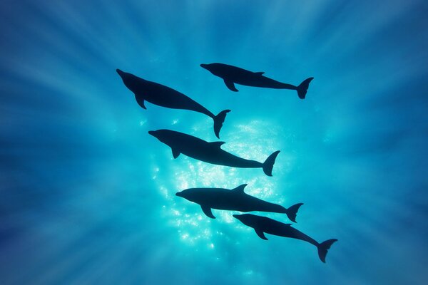 Delfines negros en el sol