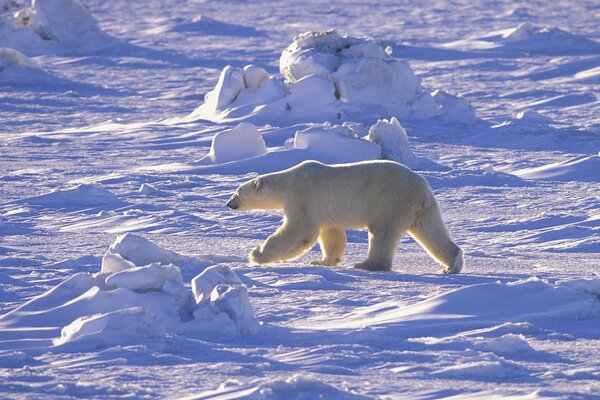 Ours polaire Arctique du Nord