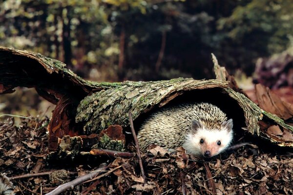 Un petit hérisson caché sous un arbre