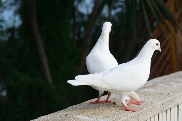 Un par de palomas blancas en una noche de verano