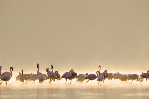 A flock of flamingos in the bosom of nature