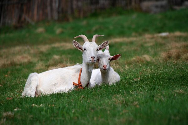 Chèvres mignonnes sur la pelouse verte