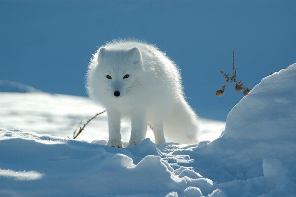 White Arctic fox in the snow-covered Tundra