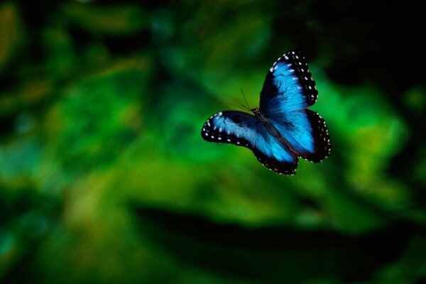 Mariposa azul brillante sobre fondo verde