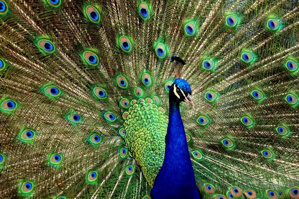 The peacock has spread his beautiful tail