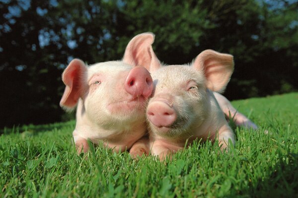 Couple de porcs se prélasser sur l herbe verte