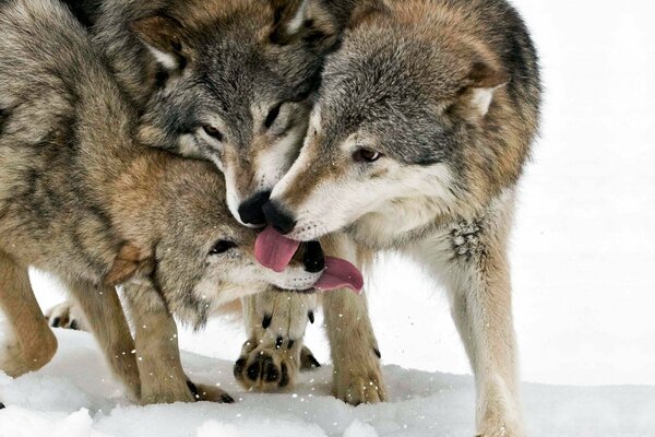 Une meute de loups. 3 loups