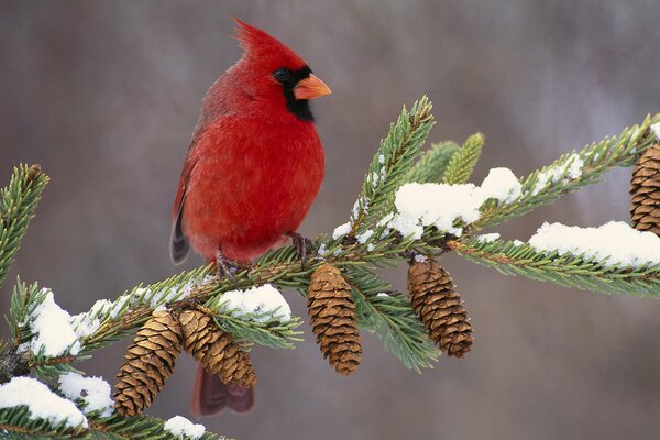 Cardenal rojo. Pájaro en una rama. Pájaro en una rama de nieve. Invierno