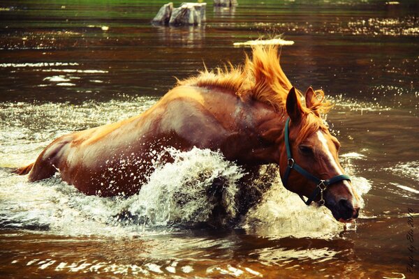 Potentes salpicaduras de lago de la natación del caballo