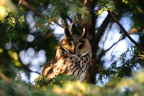 Spotted owl with ears on a branch in the forest