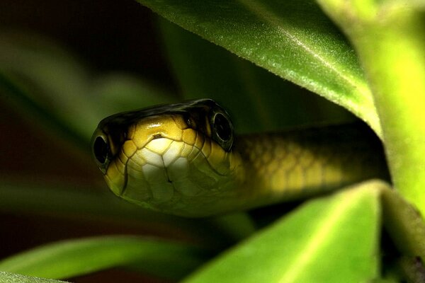 La serpiente se asoma por detrás de las hojas