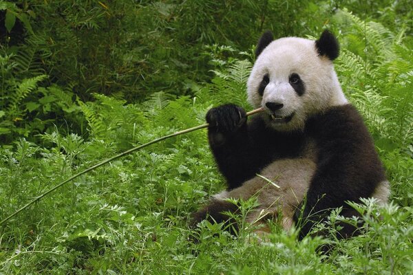 A live panda eats bamboo on the green grass. Enimel