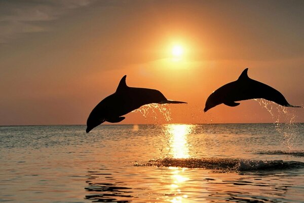 Frisky dolphins at sunset in the sea