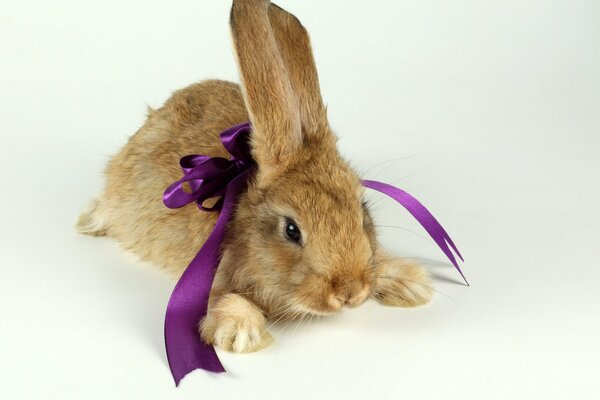 Cute bunny tied with a bow