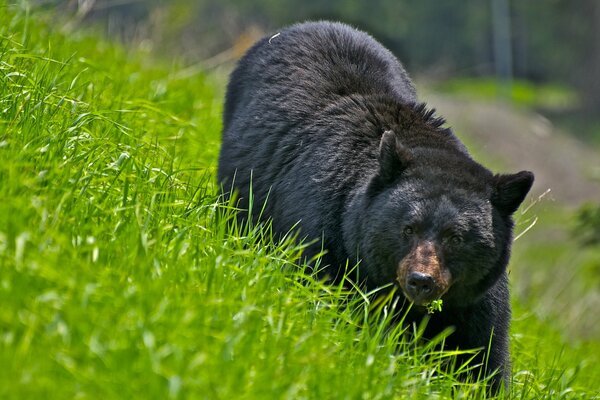 A black bear walks on the green grass