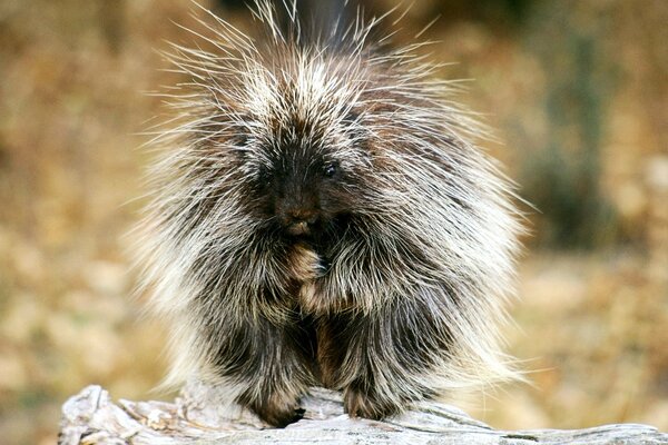 Ein kleines flauschiges Wunder auf einem verschwommenen Hintergrund