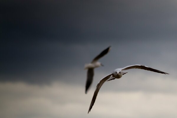 La gaviota vuela en el cielo tormentoso