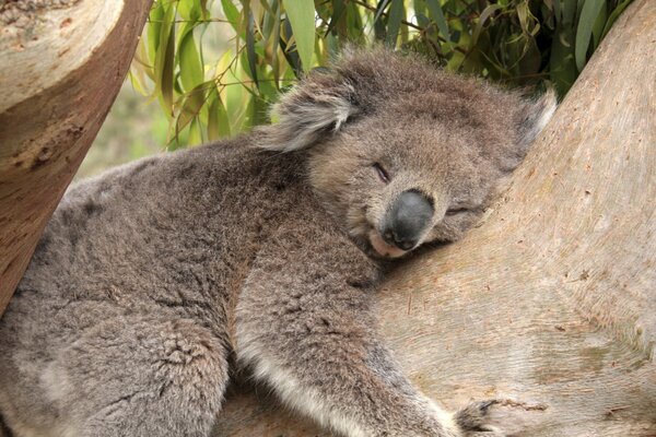 Mignon Koala dort sur un arbre