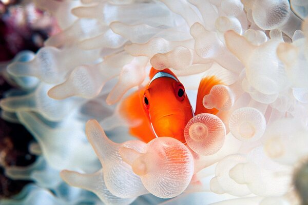 Orange fish with a plant. Underwater life. Beautiful photo of fish under water