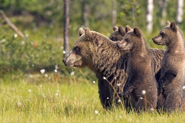 Семья медведев вышла прогуляться