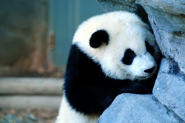 Panda en busca del tesoro