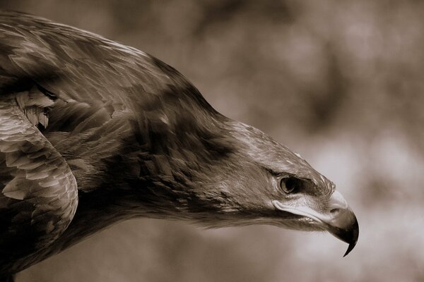 Un aigle puissant traque la victime