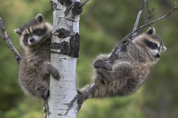 Two small raccoons are sitting on a birch tree