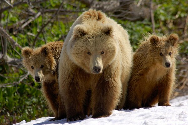 Familia de osos pardos en la nieve